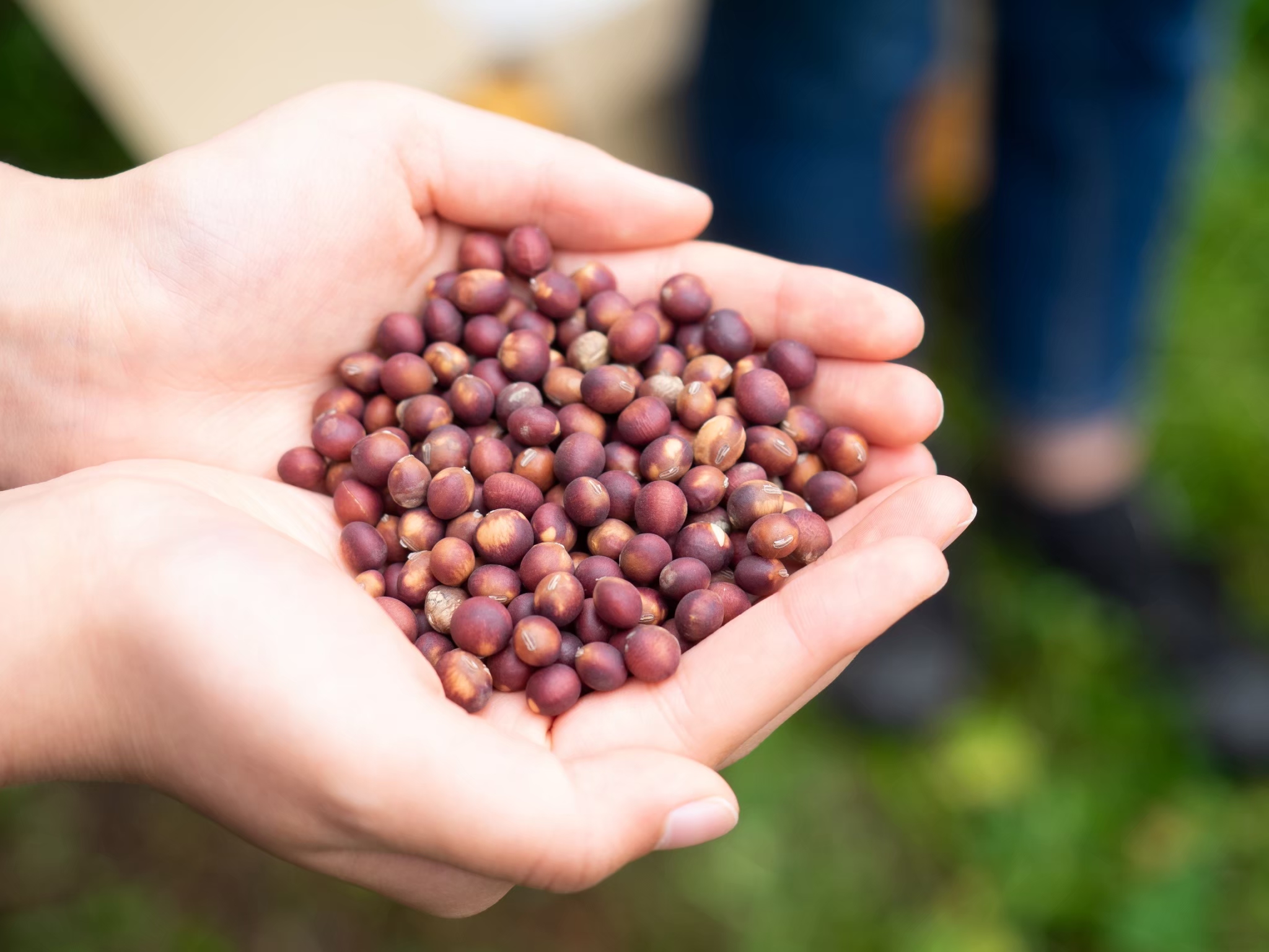 シロノマチカンパニー