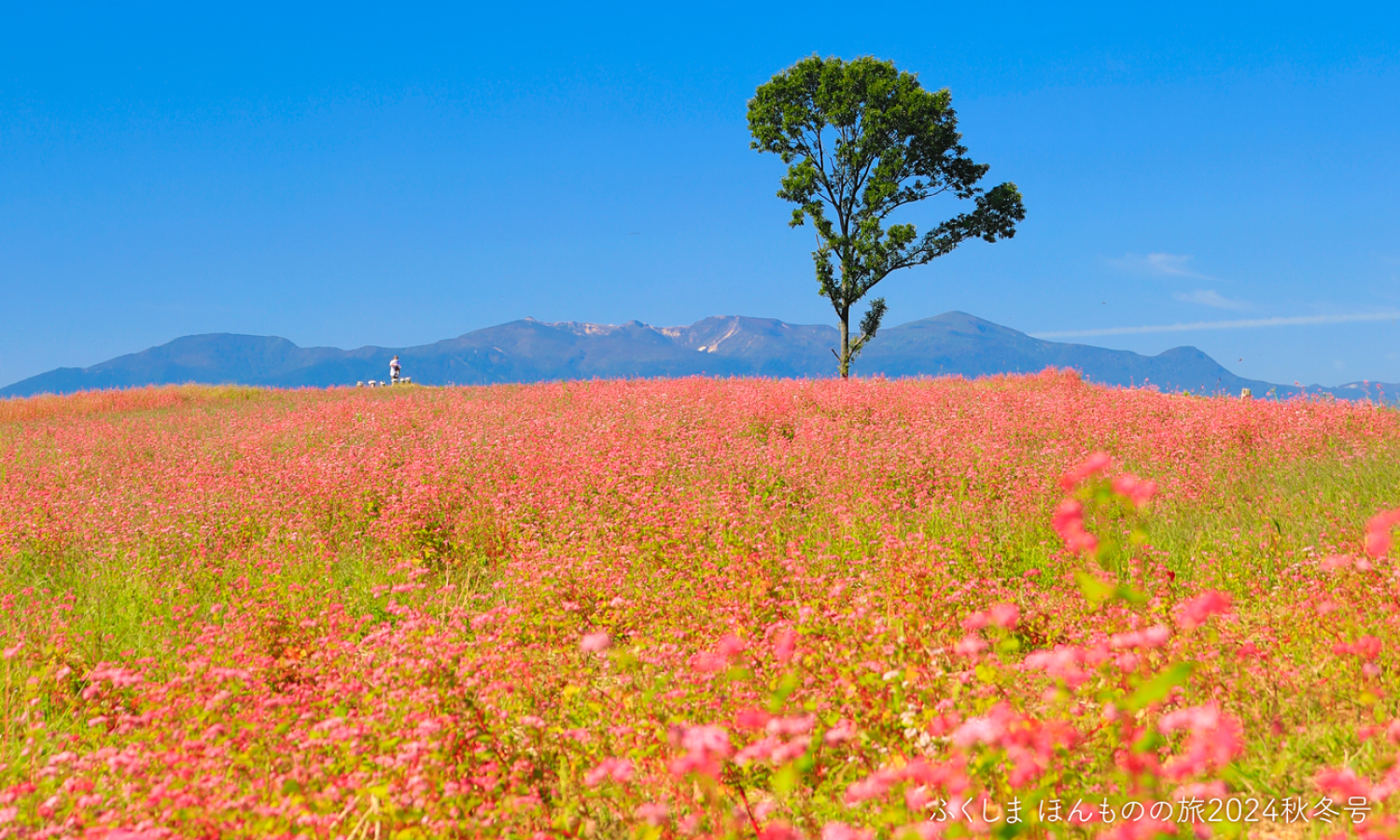 実りの秋の訪れを告げるルビー色に染まった花畑「東北(とうぎた)赤そば