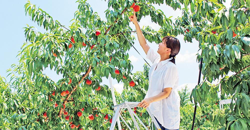 まるせい果樹園
