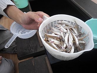 実は、11月が一番釣れるんですｗ