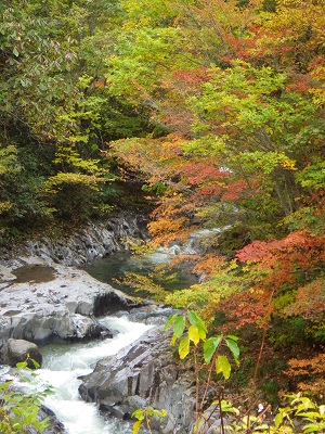 渓流沿いは、赤、朱、黄が一気に増えました