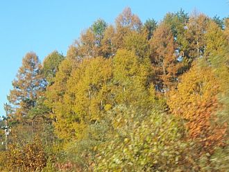 11月6日朝、青空に映えるカラマツ黄葉