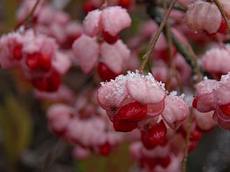 うっすらと雪化粧したマユミの実