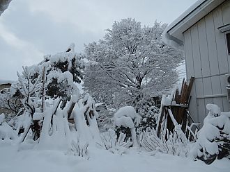 今朝の庭