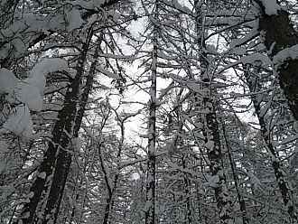 雪化粧をした落葉松林が綺麗です