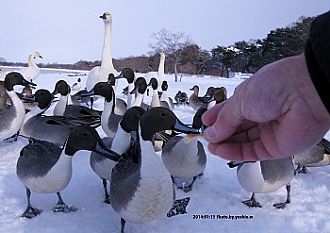 湖畔の人気野鳥たち