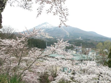 亀ヶ城址から見る桜と磐梯山。残雪のお山に桜が似合います。