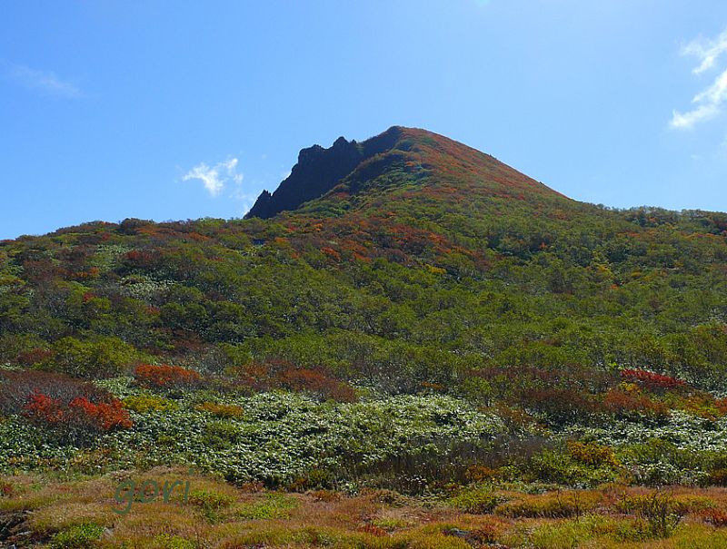 お花畑からの山頂