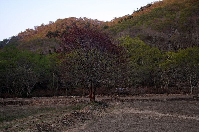 桧原湖桜島