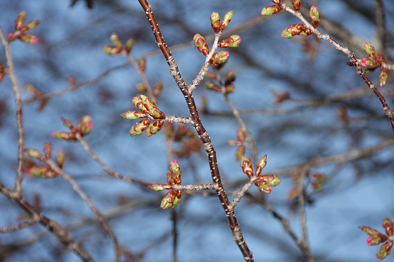 桧原の一本桜