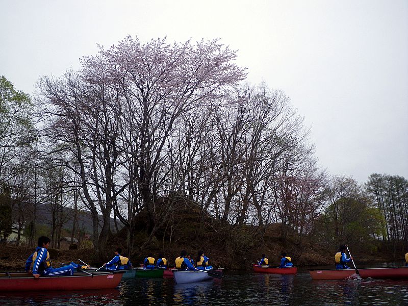 裏磐梯にも桜の季節がやって来ました。