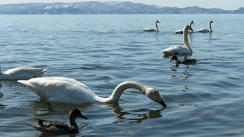 もう直ぐ北に飛び立つ白鳥