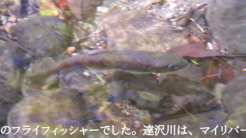 達沢川の山女魚