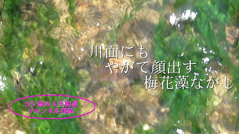 小川の梅花藻