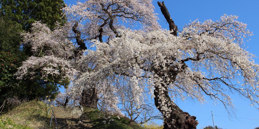 樹齢約300年とされる枝垂れ桜