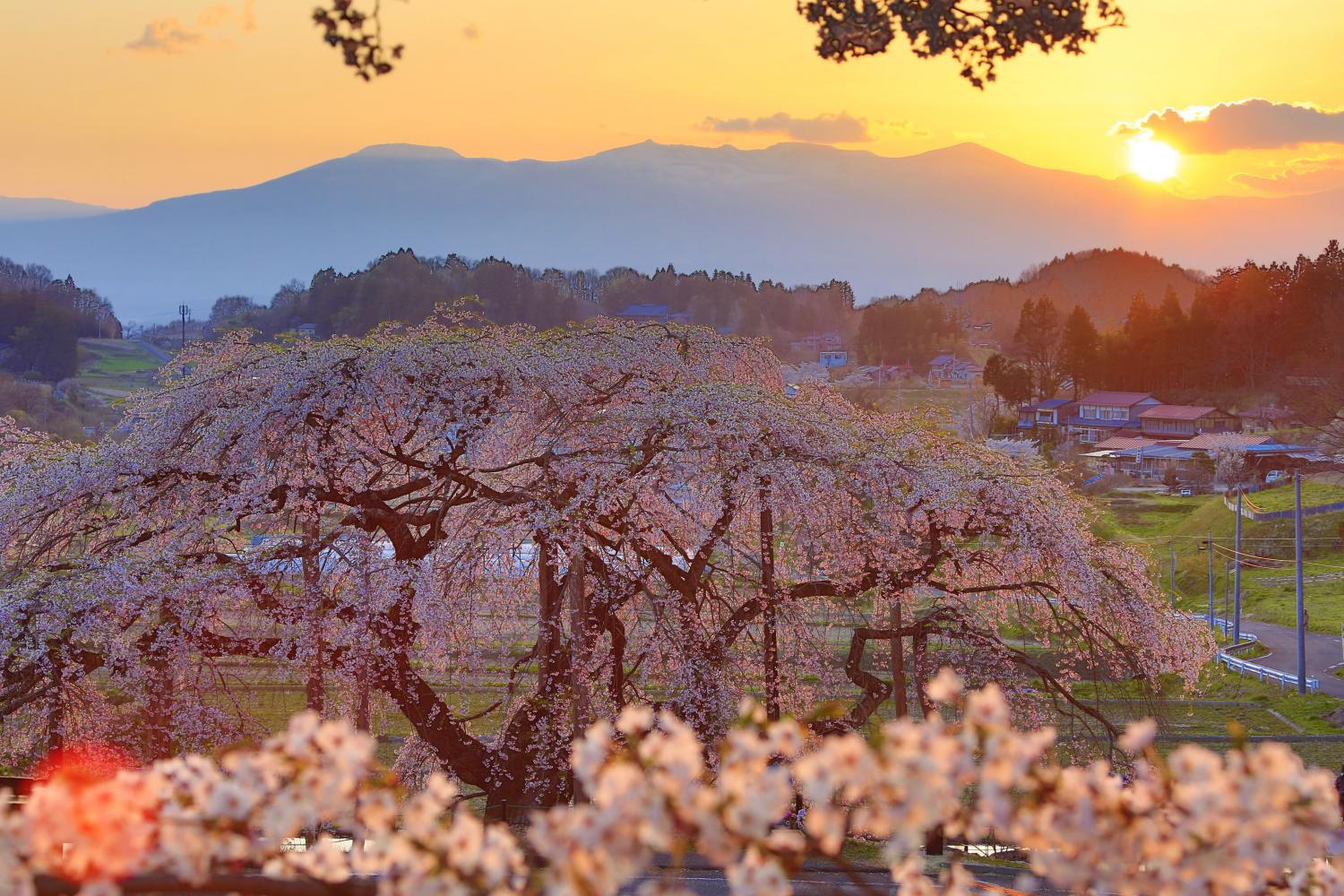 夕日と中島の地蔵桜　写真提供／進和クリエイティブセンター