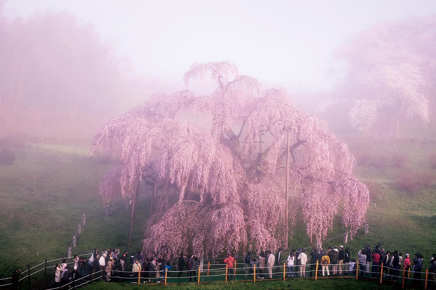 朝霧の中の三春滝桜　写真提供／進和クリエイティブセンター