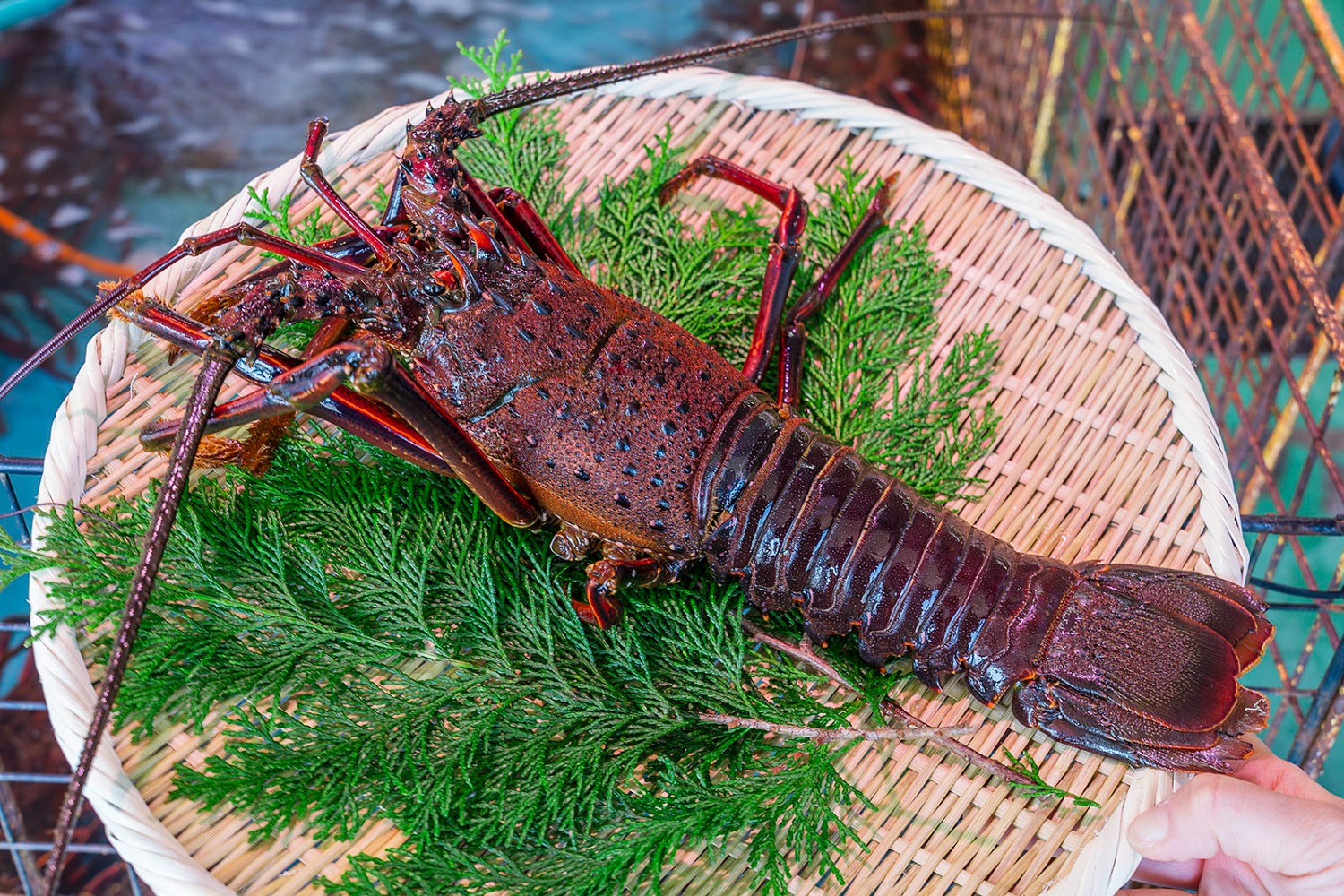 新鮮な「常磐もの」購入