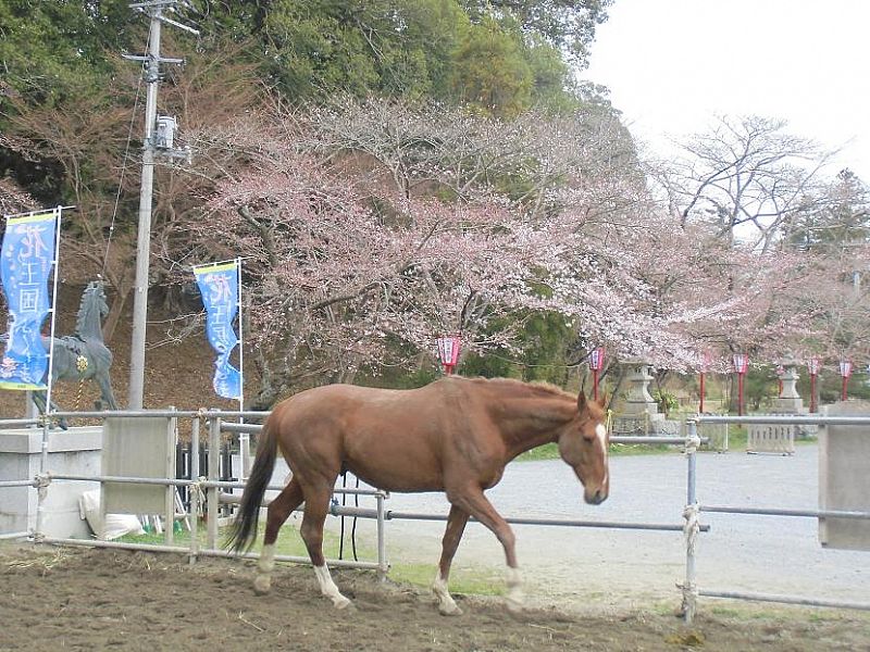 No 馬と桜 南相馬市 みんなの投稿フォト 福島県観光情報サイト ふくしまの旅 公式