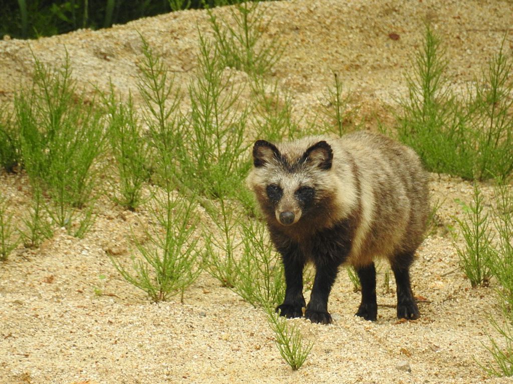 No タヌキの妊娠中 二本松市 みんなの投稿フォト 福島県観光情報サイト ふくしまの旅 公式