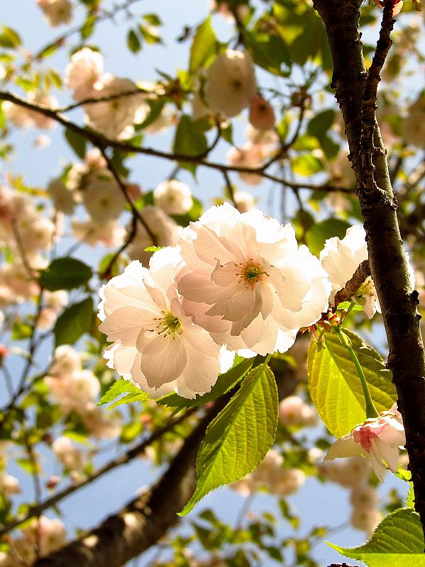 No 9758 大鹿桜 猪苗代町 みんなの投稿フォト 福島県観光情報サイト ふくしまの旅 公式